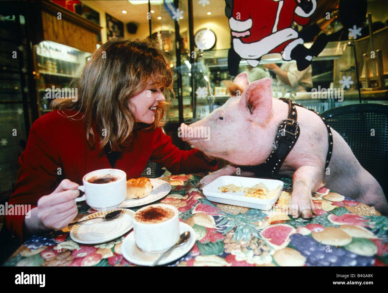 Young Women with Pig at Coffee Table December 1995 girl at table drinking  coffee with pig in harness Stock Photo - Alamy