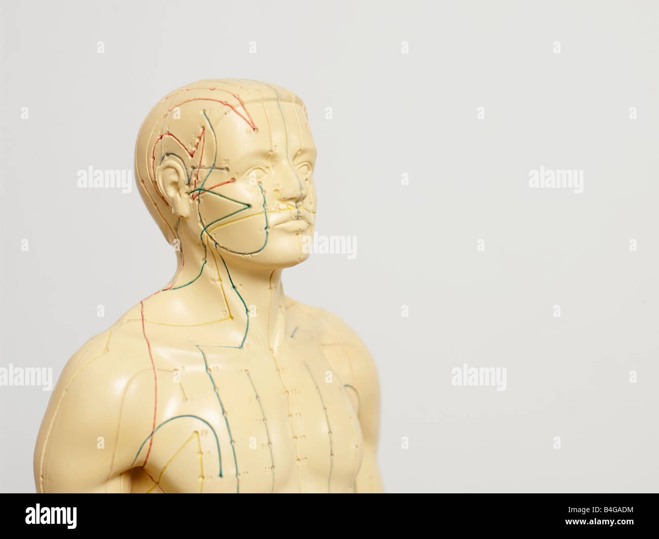 An acupuncture anatomical model Stock Photo Alamy