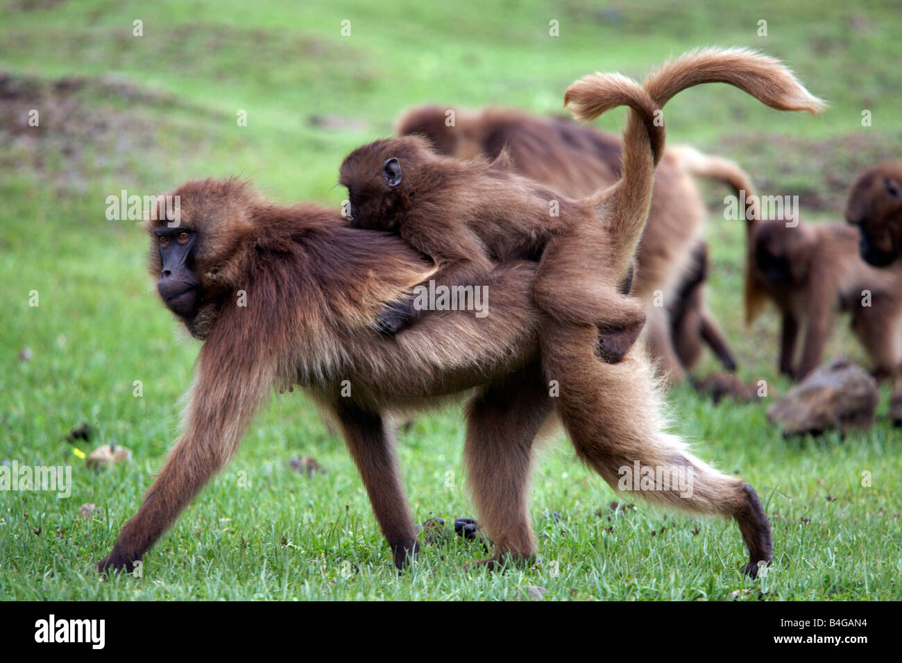 Gelada baboons in the Simien Mountains National Park, Ethiopia Stock Photo