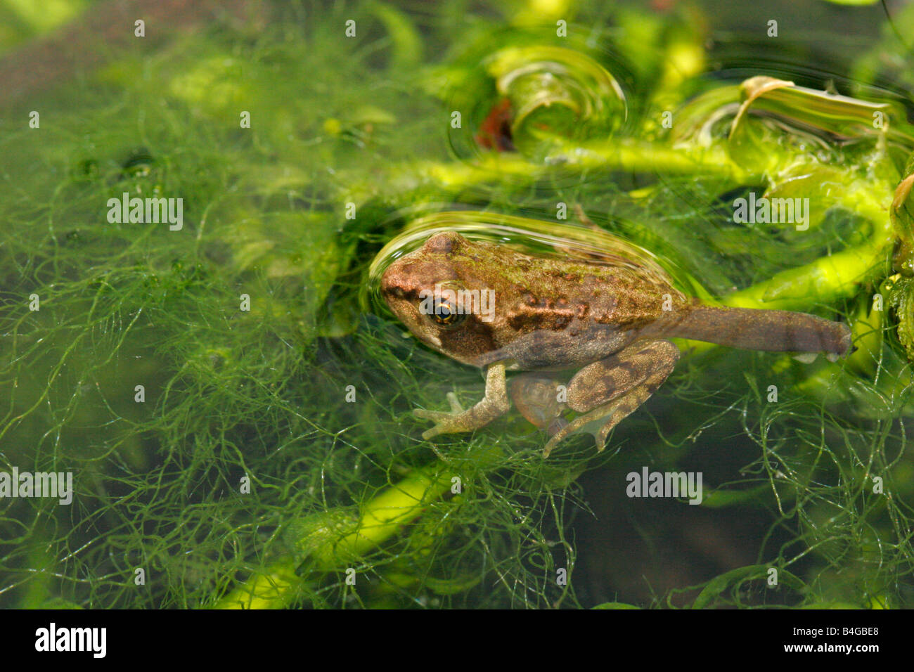 Common Frog Rana temporaria single froglet resting in garden pond Taken ...