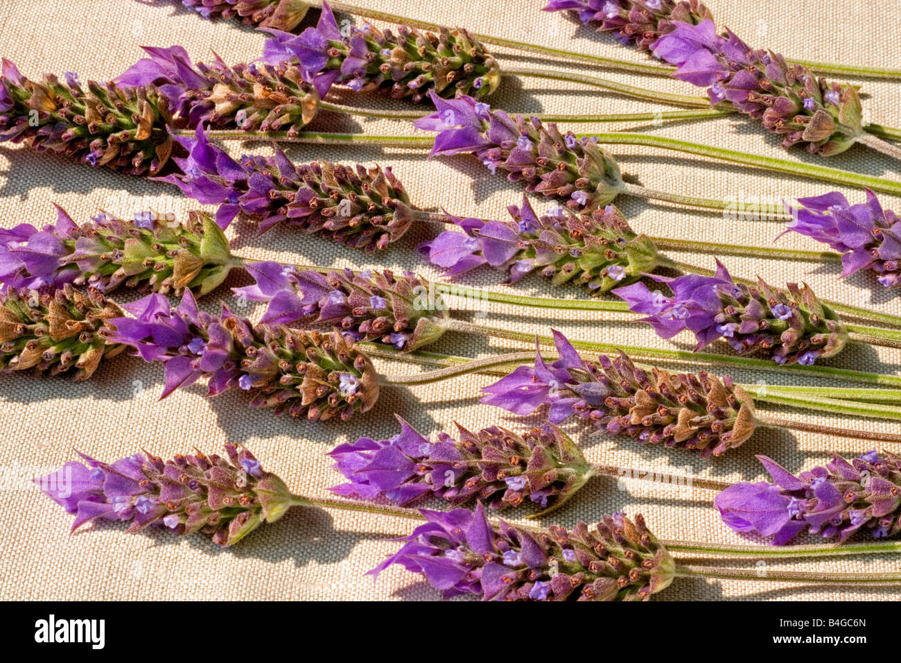 Lavender sprigs on white background Stock Photo - Alamy