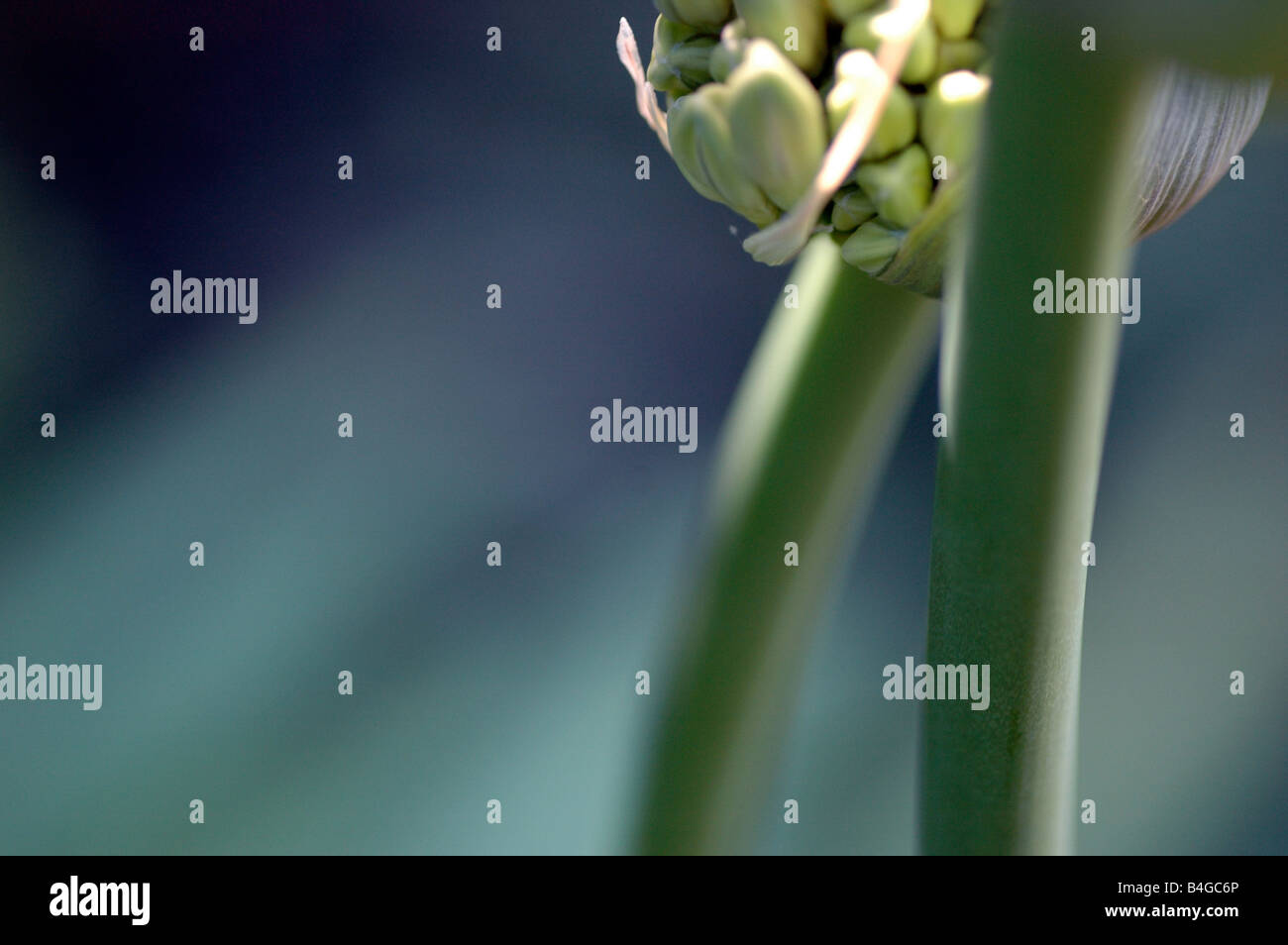 Agapanthus stems Stock Photo