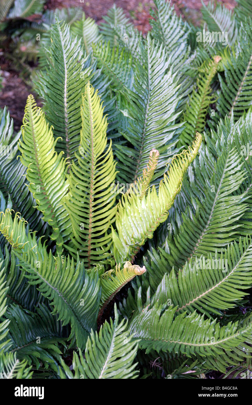 BLECHNUM CYCADIFOLIUM Stock Photo
