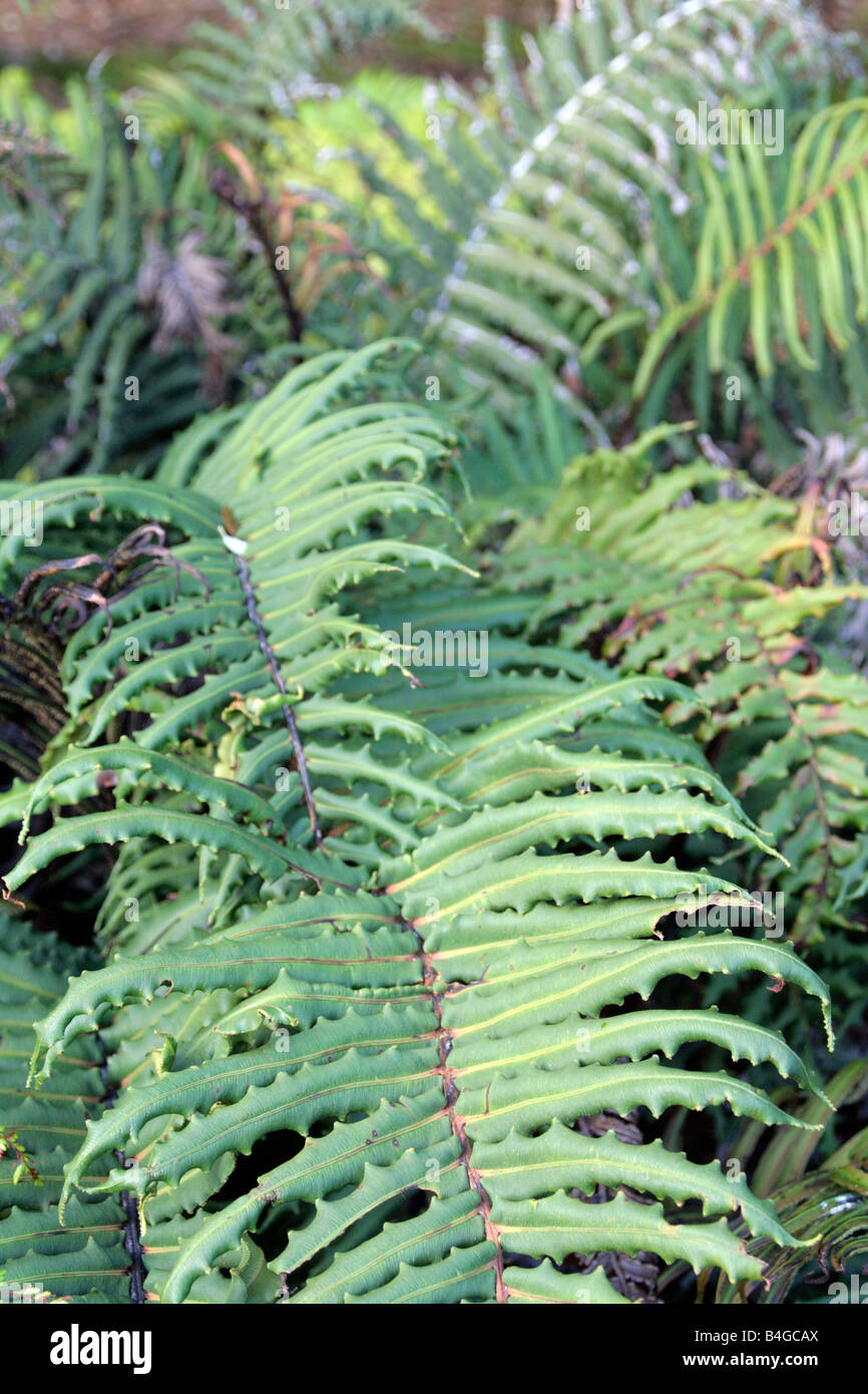 BLECHNUM CHILENSE SYN B CORDATUM HARD FERN Stock Photo