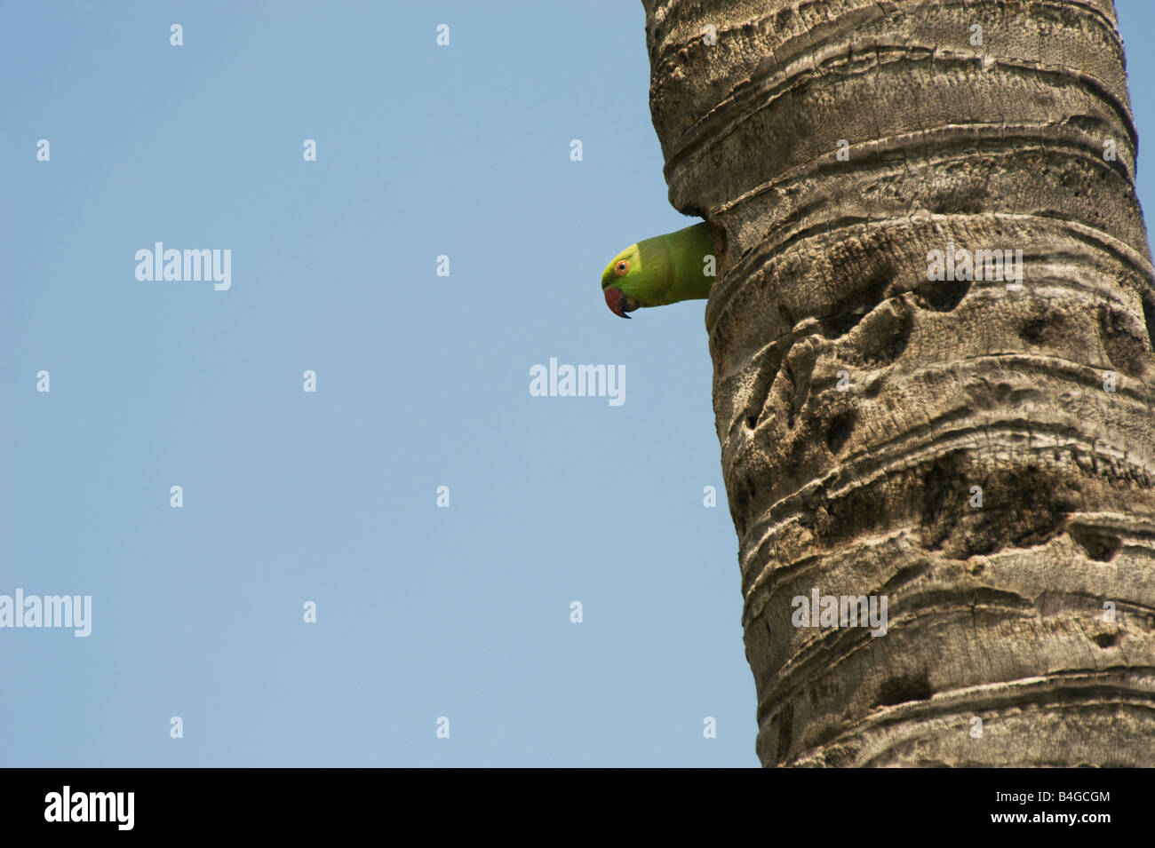 Psittacula krameri . Rose Ringed Parakeet / Ring-necked parakeet looking out of its nest hole in the trunk of a coconut tree.  Andhra Pradesh, India Stock Photo