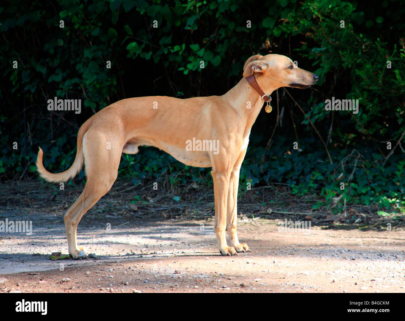 British Pedigree Racing Whippet Stock Photo Alamy