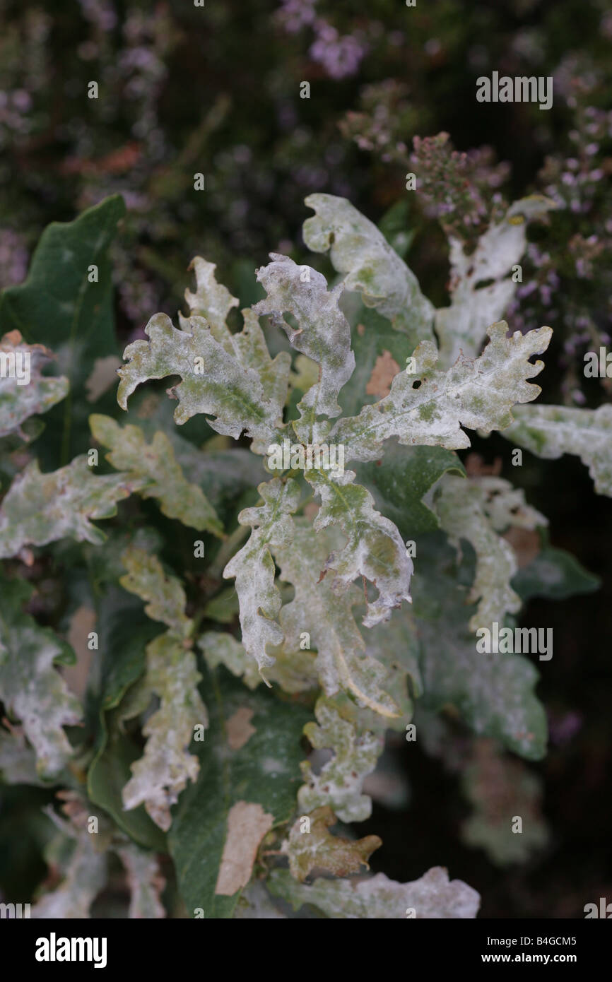 Oak tree covered with powdery mildew Stock Photo