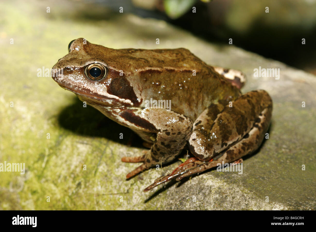 Common Frog Rana temporaria single adult resting on ledge of garden pond Taken June London UK Stock Photo