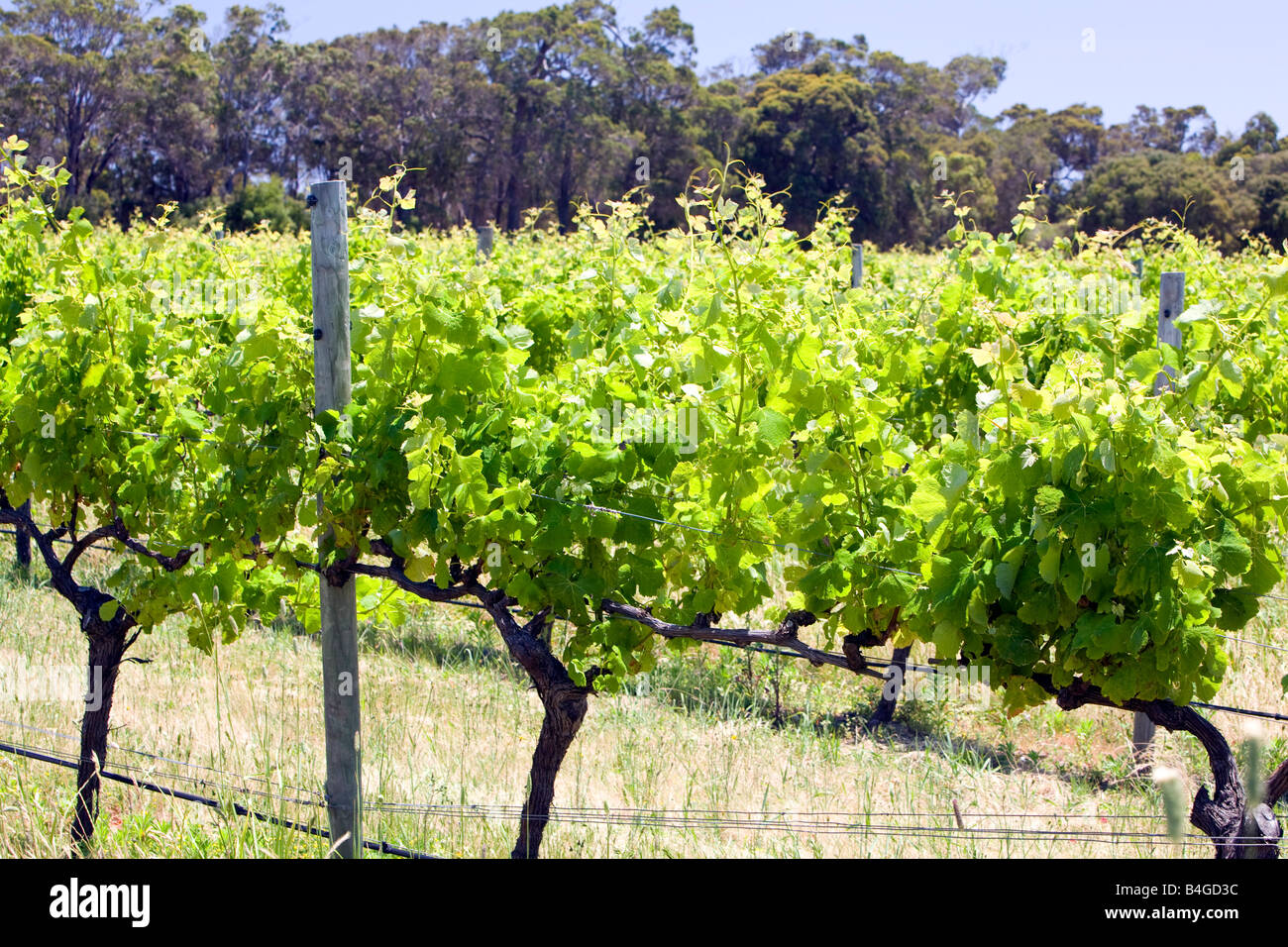 Grape vines at the australian Voyager estate vineyard,margaret river
