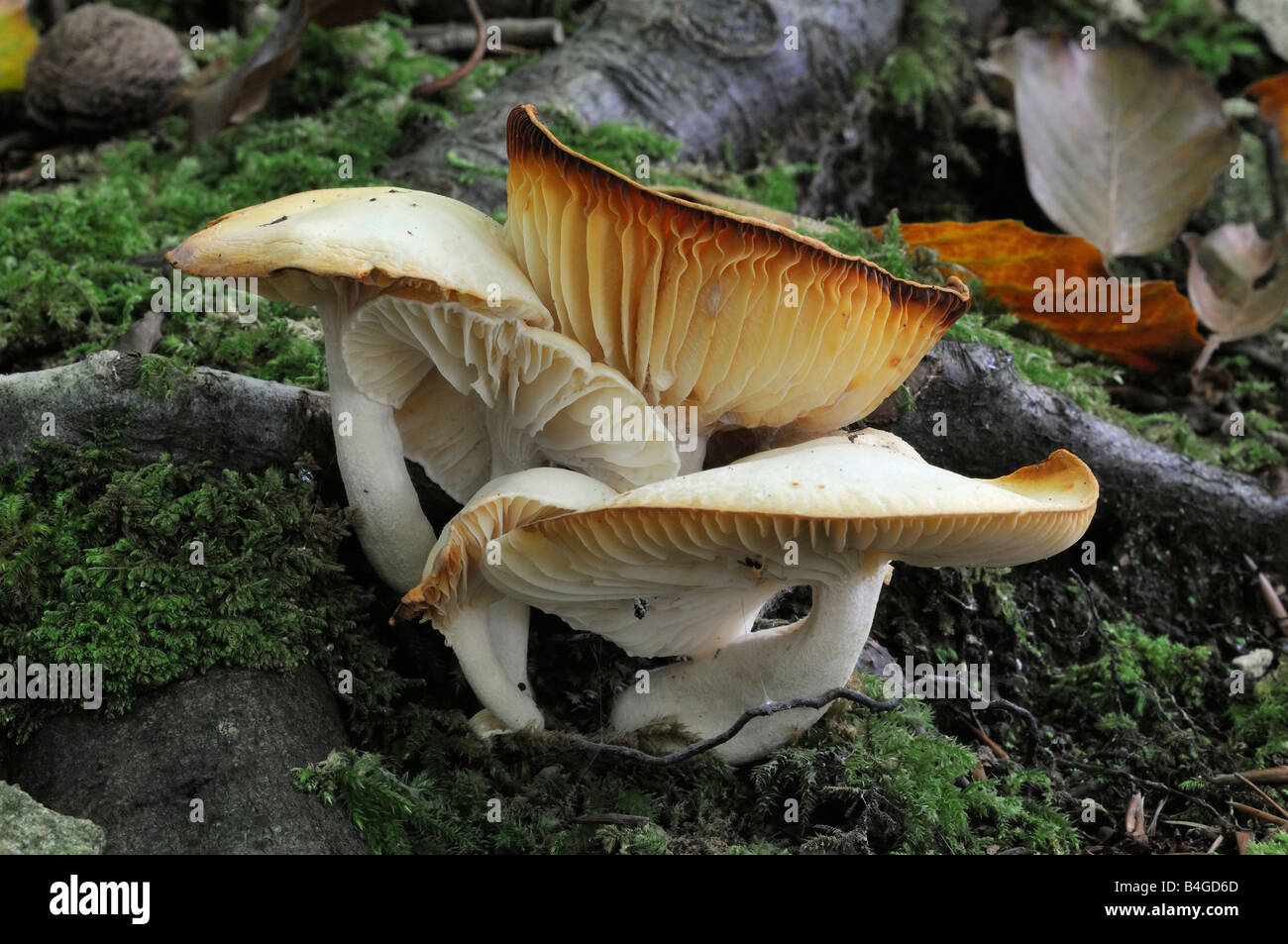 Yellowing Woodwax Fungi Hygrophorus discoxanthus Stock Photo