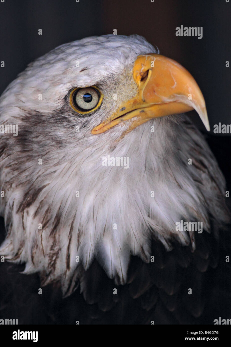 Alaskan Bald Eagle (Haliaeetus Leucocephalus), UK Stock Photo