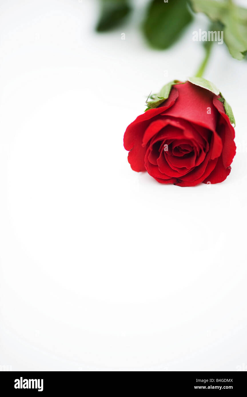 Single red rose on white background Stock Photo - Alamy