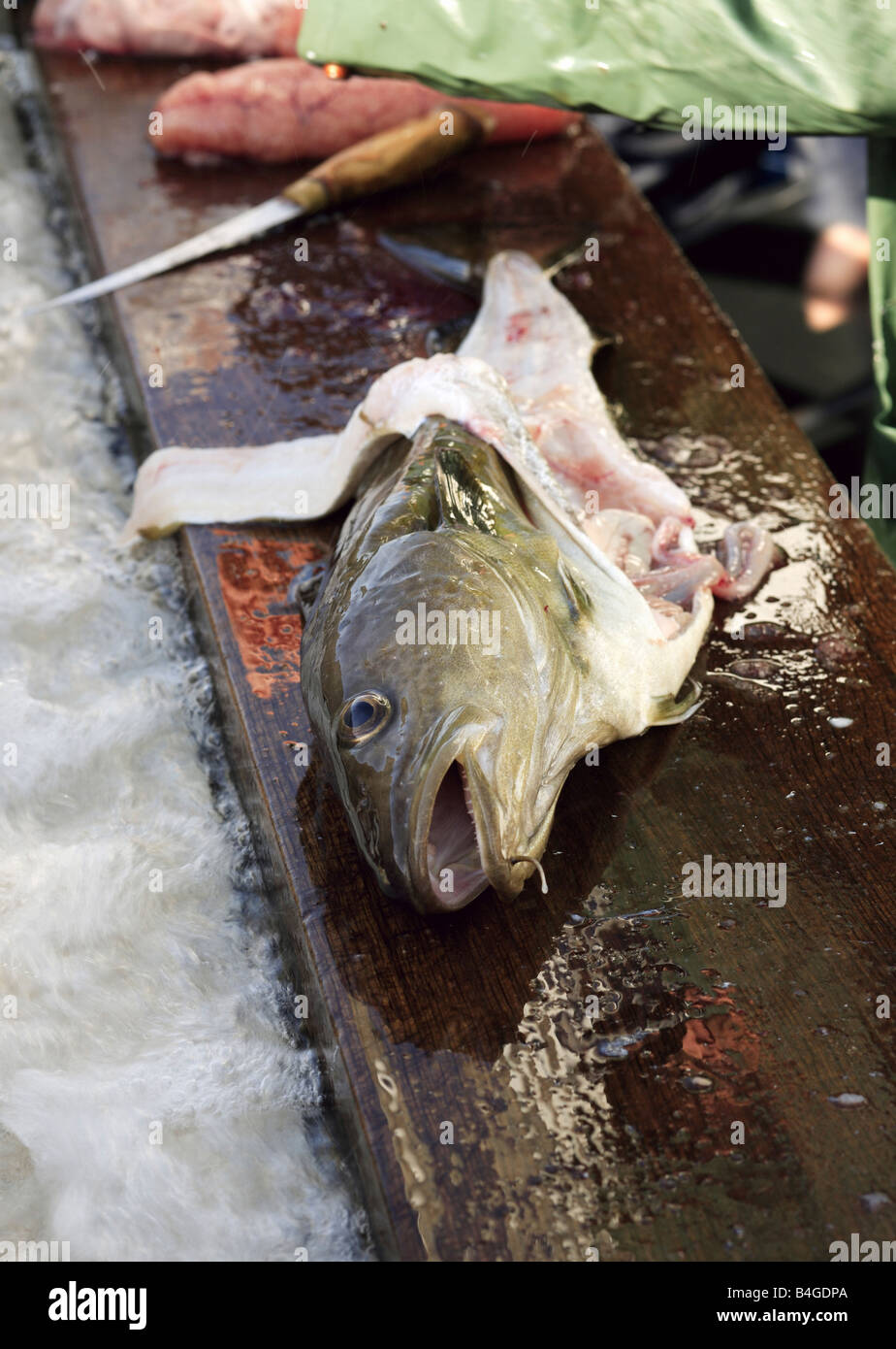 Head of a freshly caught cod Stock Photo Alamy