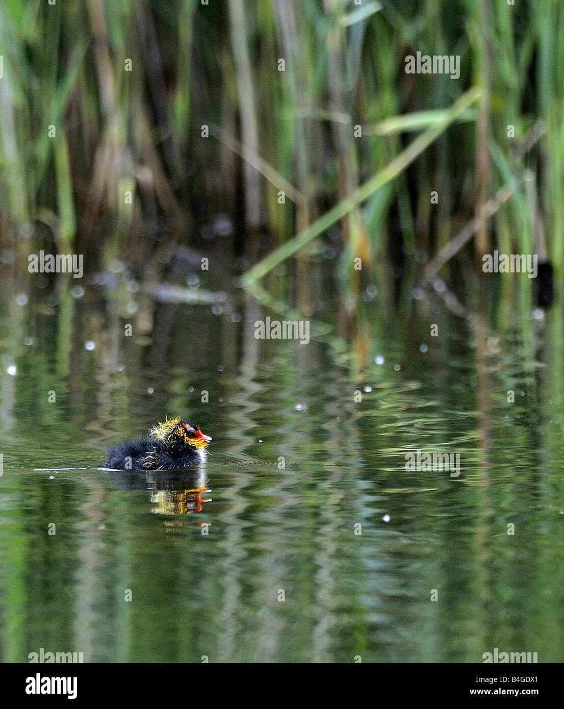 Coot chick swimming. Rainham Marshes. Essex. Stock Photo