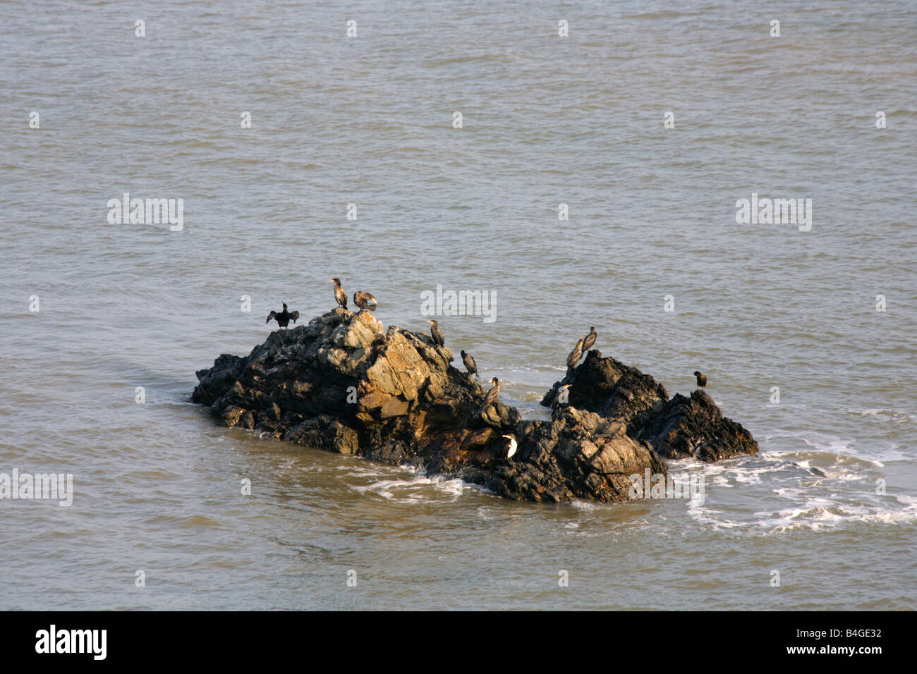 Seabirds, Cormorants and Guillemots resting and warming on barren rocks at sea off north devon coast. Stock Photo