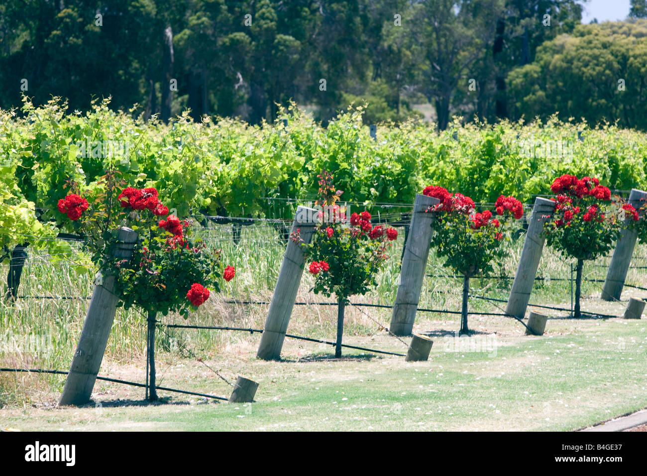 vineyard red roses at the head of each row, Voyager Estate vineyard