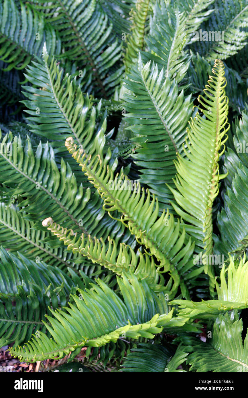 BLECHNUM CYCADIFOLIUM Stock Photo