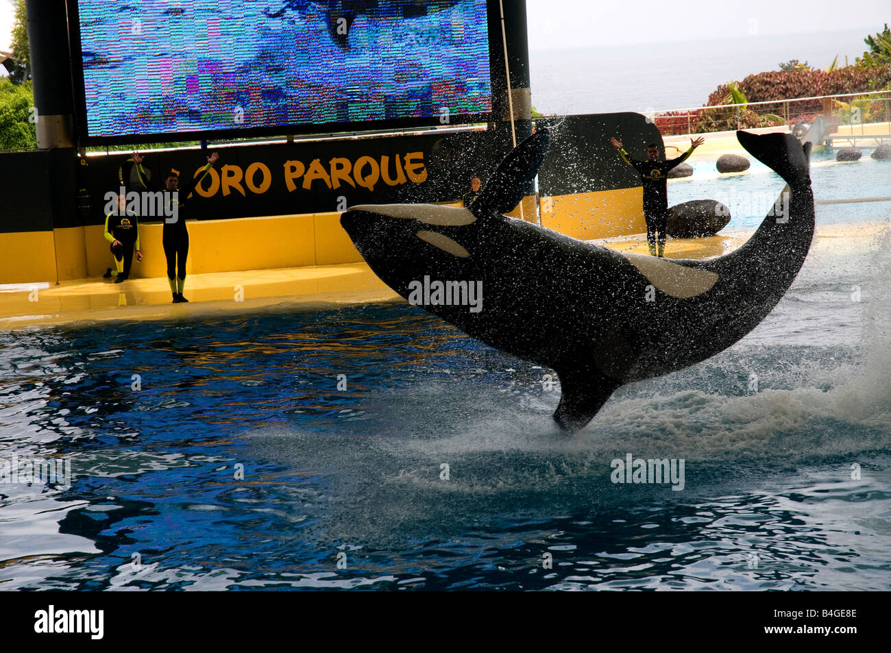 Orca (Orcinus orca) show in Loro Parque in Puerto de la Cruz, Tenerife, Canary Islands, Spain Stock Photo