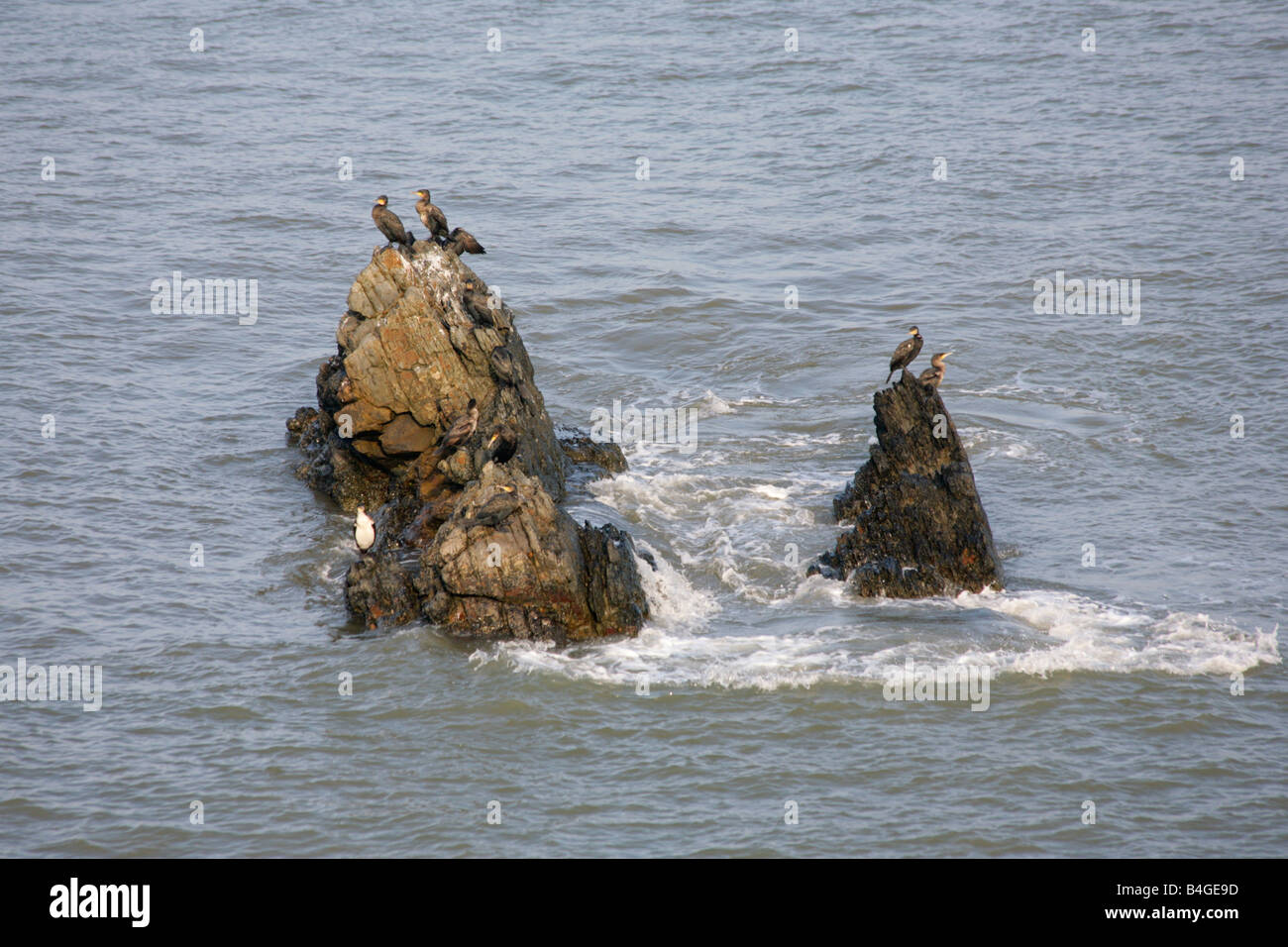 Seabirds, Cormorants and Guillemots, resting and warming on barren rock at sea off the north devon coast. Stock Photo