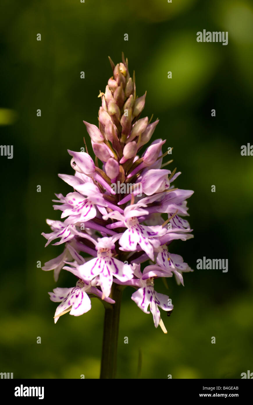 Common Spotted Orchid ( Dactylorhiza fuchsii) Growing on a Nature Reserve in the Herefordshire Countryside Stock Photo