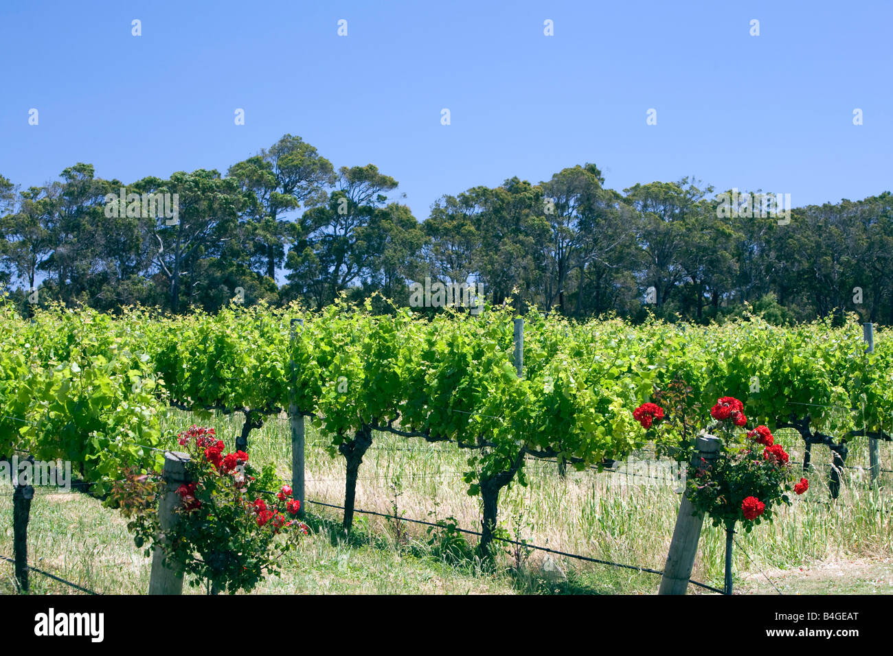 red roses and grape vines at the australian Voyager Estate vineyard