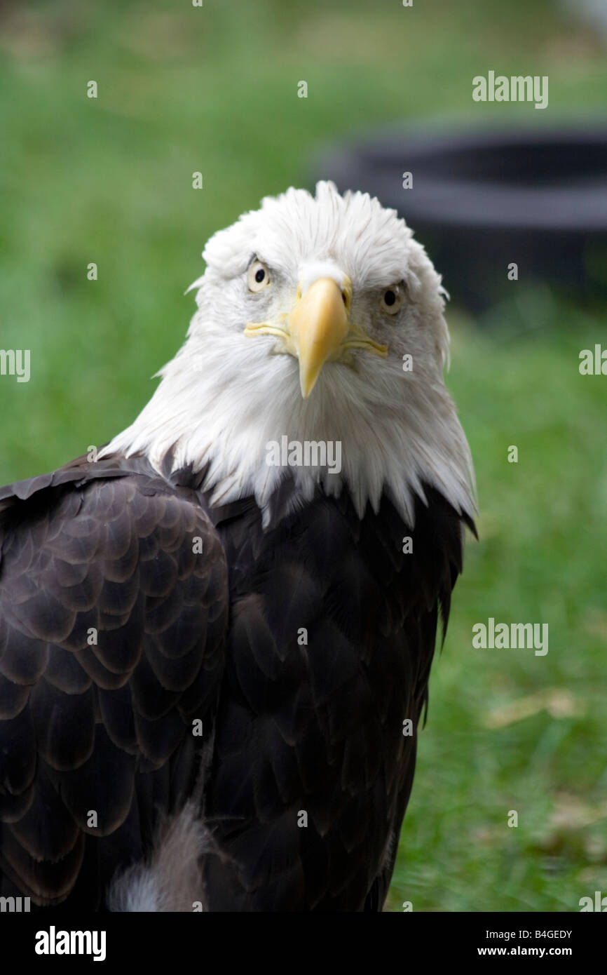 The Bald Eagle (Haliaeetus leucocephalus Stock Photo - Alamy