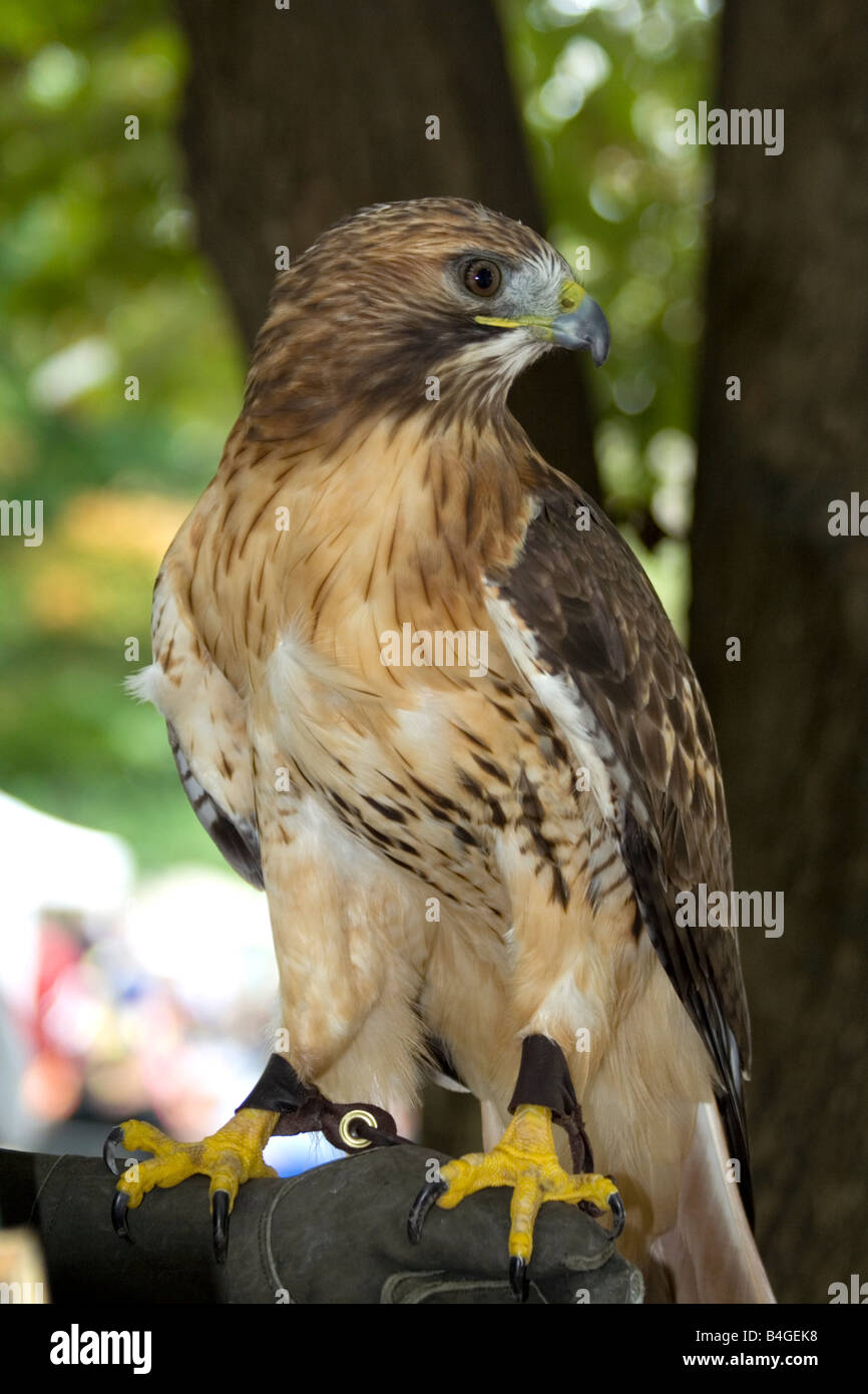 The Red-tailed Hawk (Buteo jamaicensis). Stock Photo