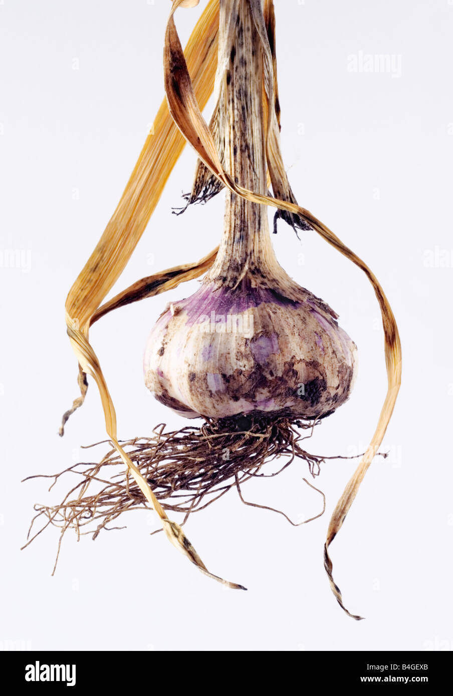 Garlic bulb freshly harvested Stock Photo