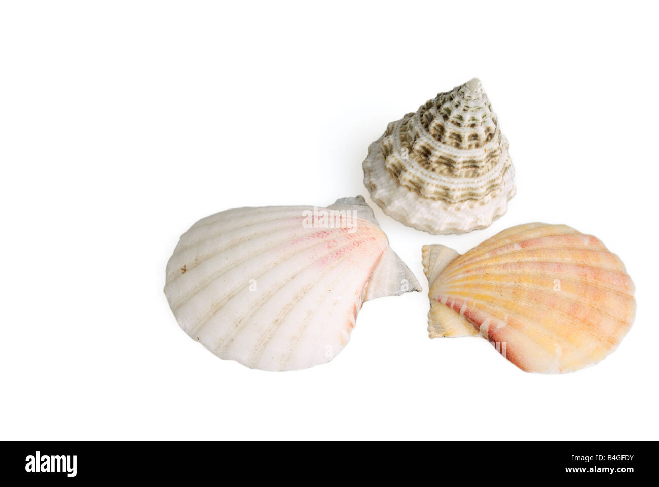 Seashells isolated on white background Stock Photo Alamy