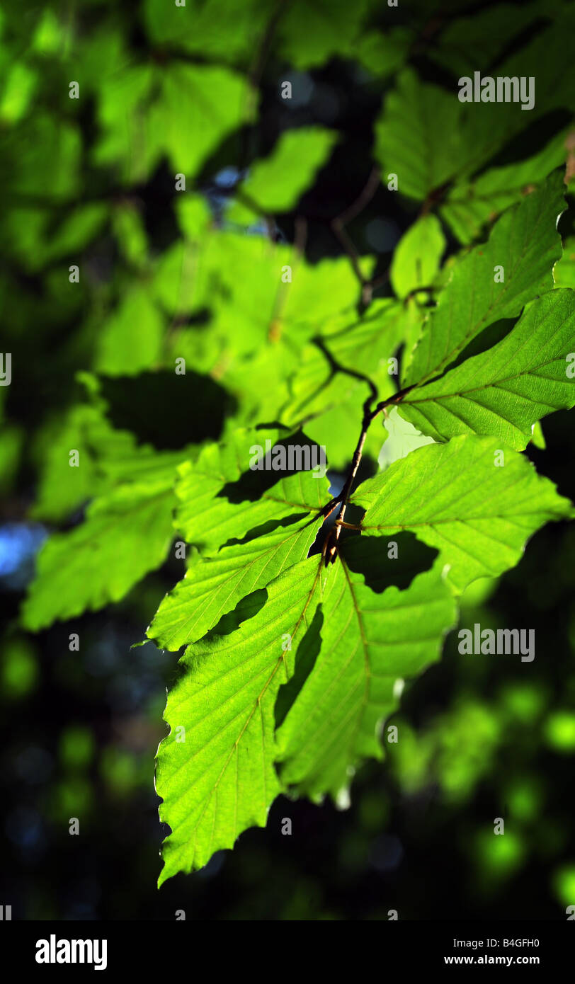 Late summer leaves hi-res stock photography and images - Alamy