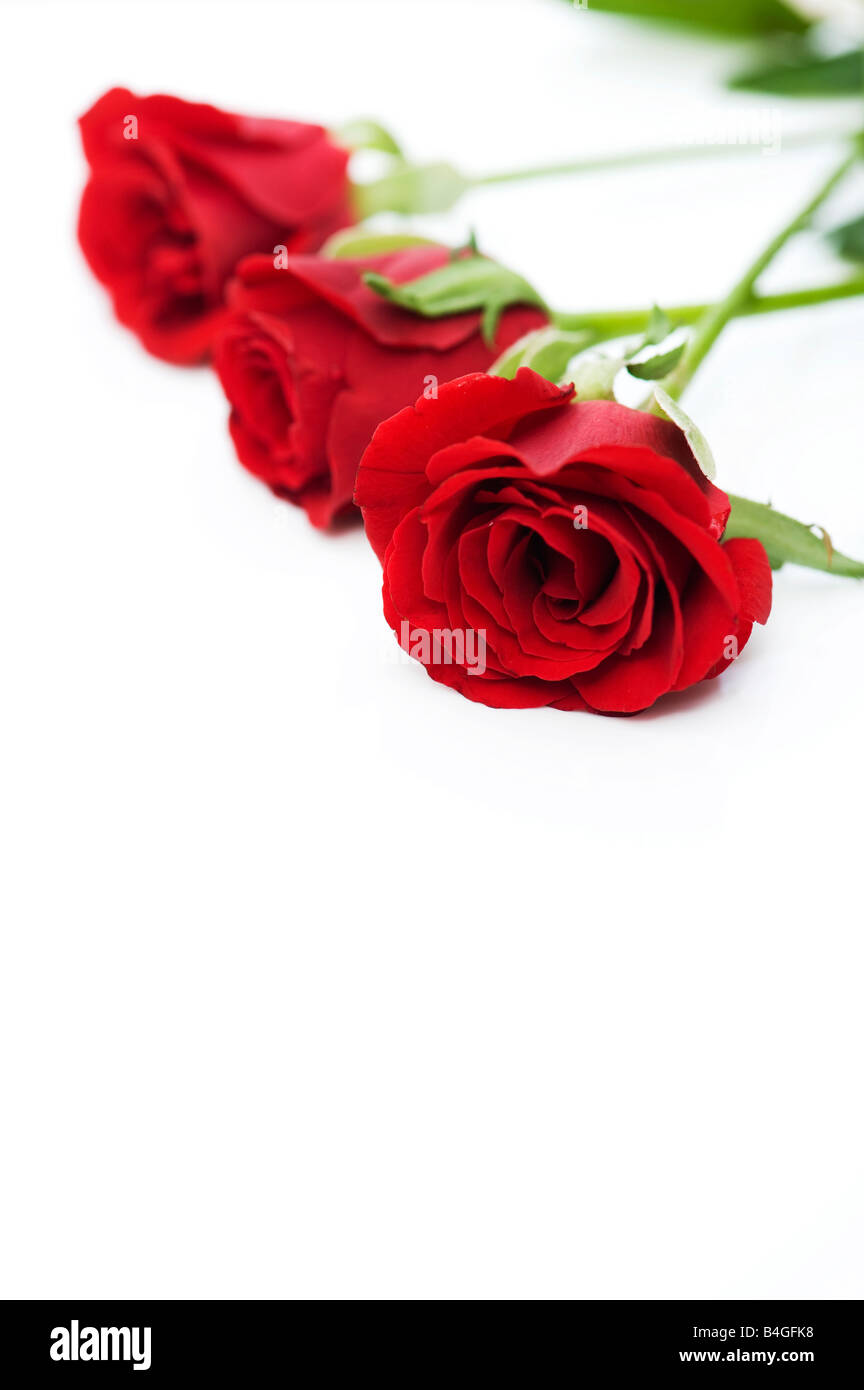 Three red roses on white Stock Photo