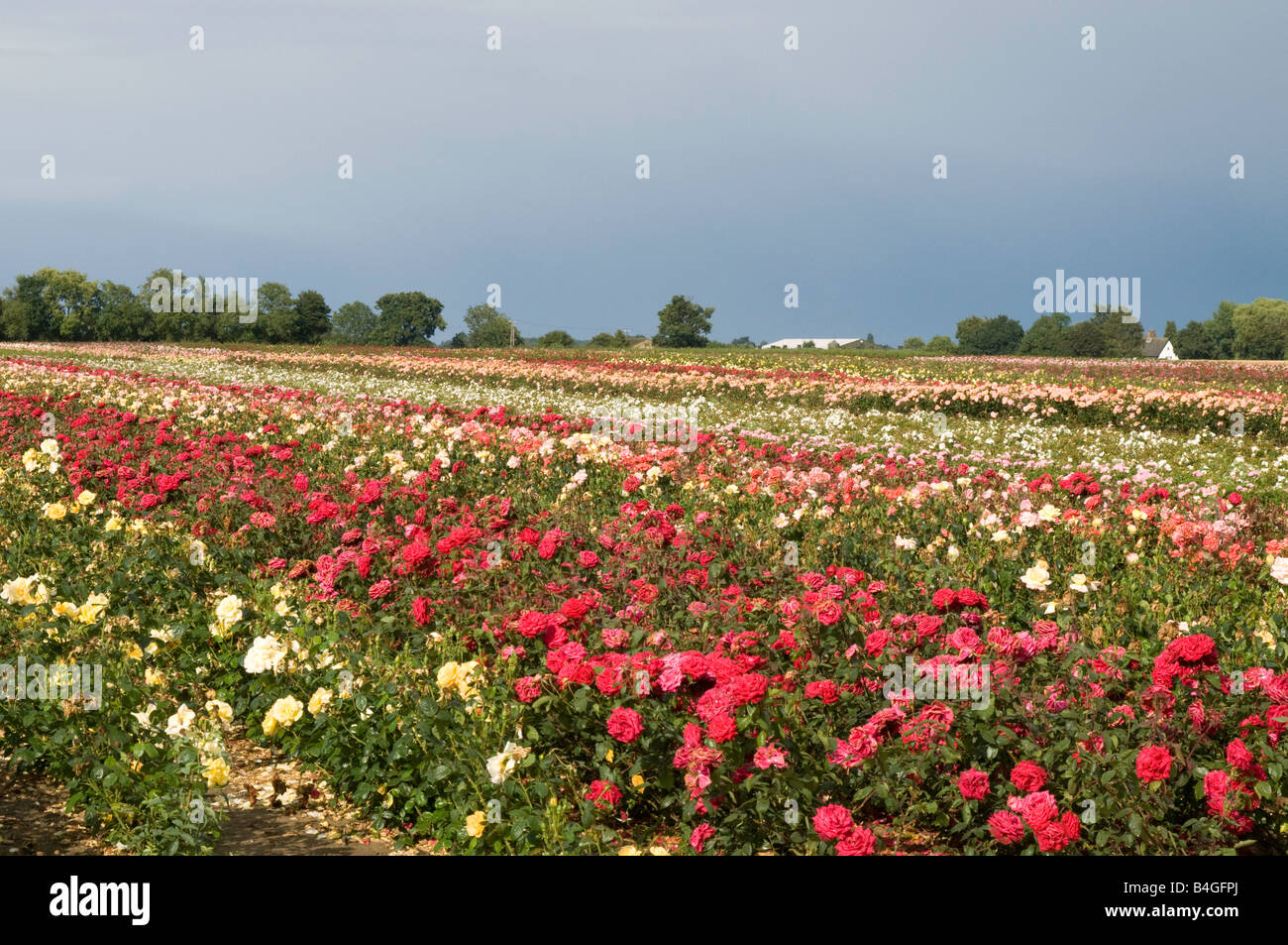 Fieldgrown roses in Norfolk Stock Photo Alamy