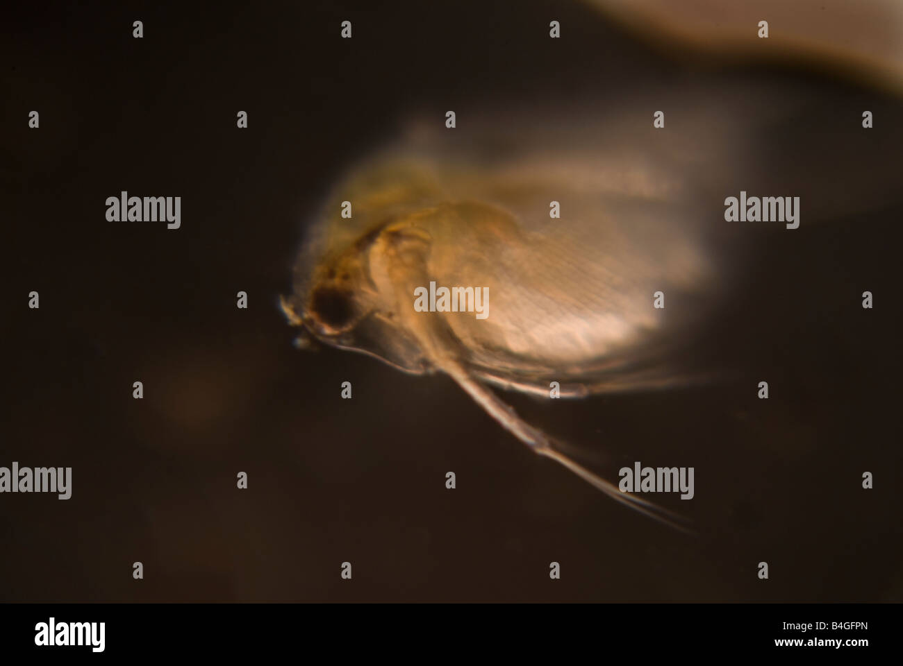 Daphnia Stock Photo