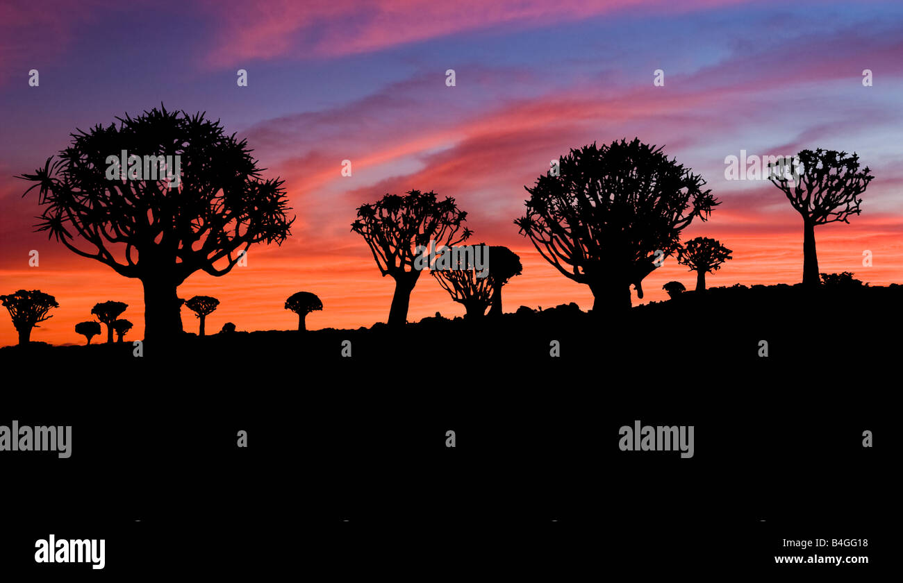 Quiver Tree Forest , Namibia Stock Photo