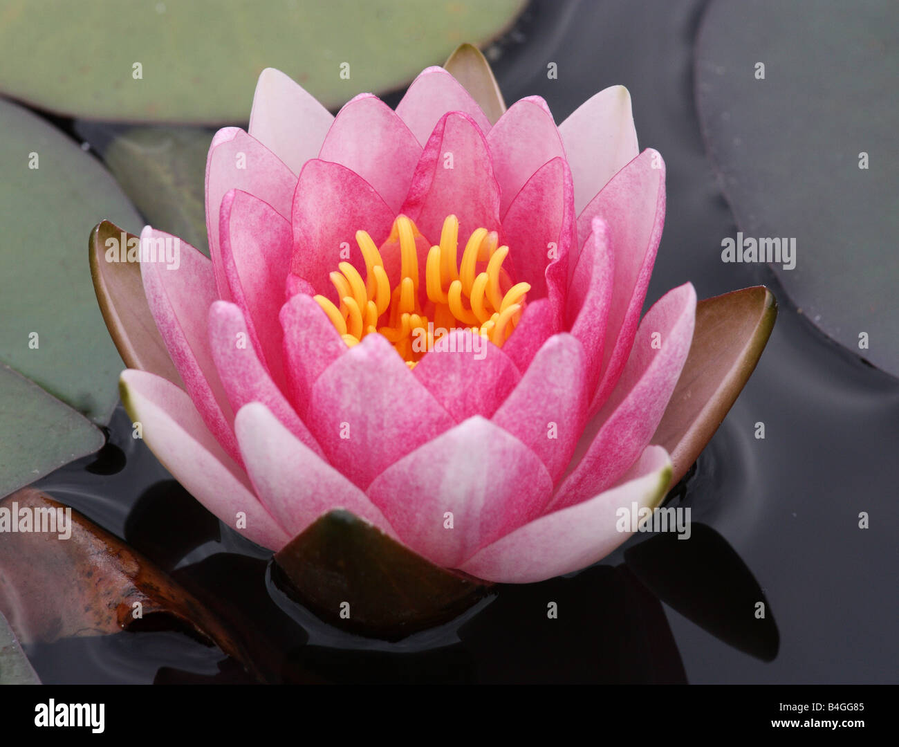 Pink water lily blooming.Nymphea Stock Photo Alamy