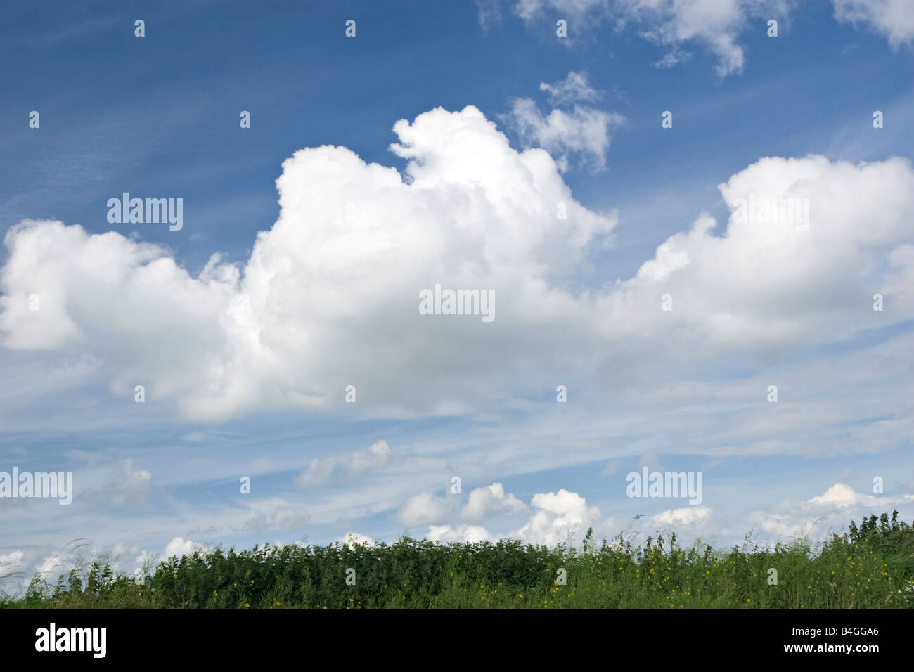 Cumulus mediocris clouds or 'fair weather Cumulus' Stock Photo