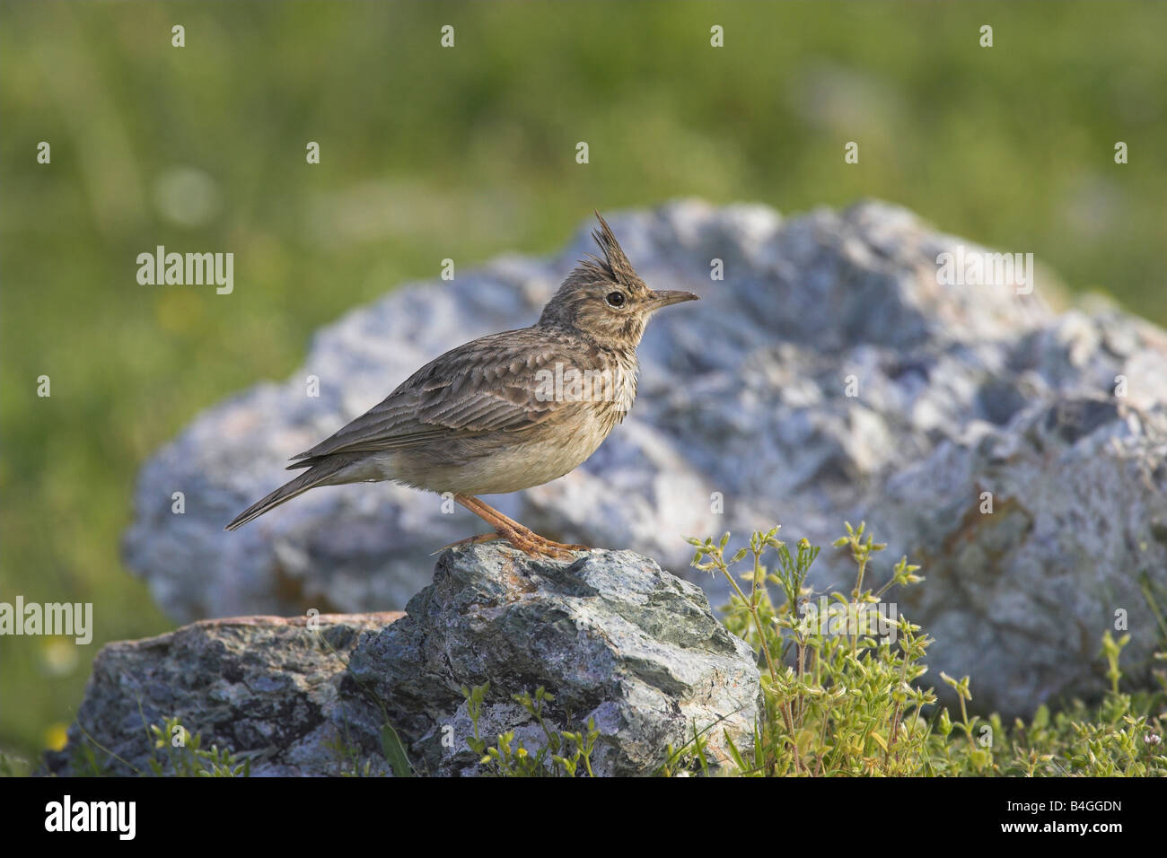 Crested Lark Galerida cristata perched on grey rock near Potamia Valley, Lesvos, Greece in April. Stock Photo