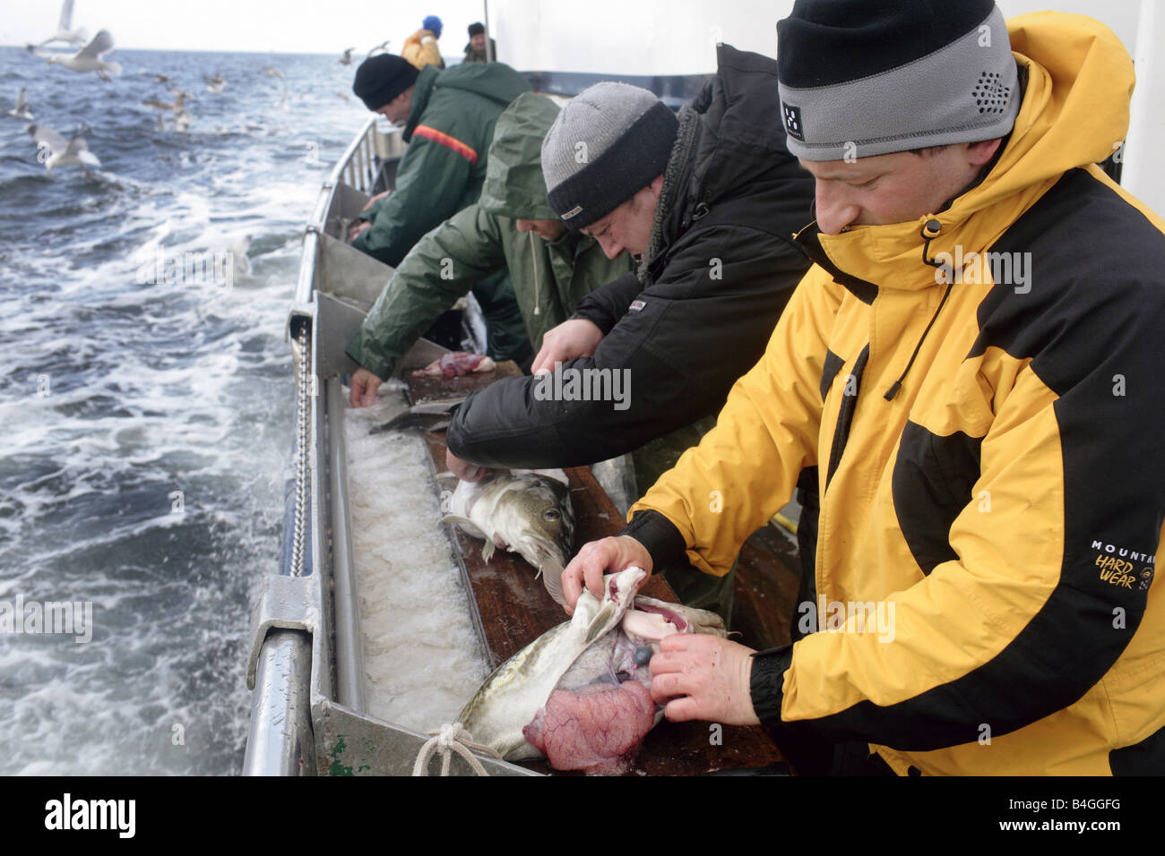 Pressing Cod Fish Men cutting freshly caught codfish on a fishing ship Stock Photo - Alamy