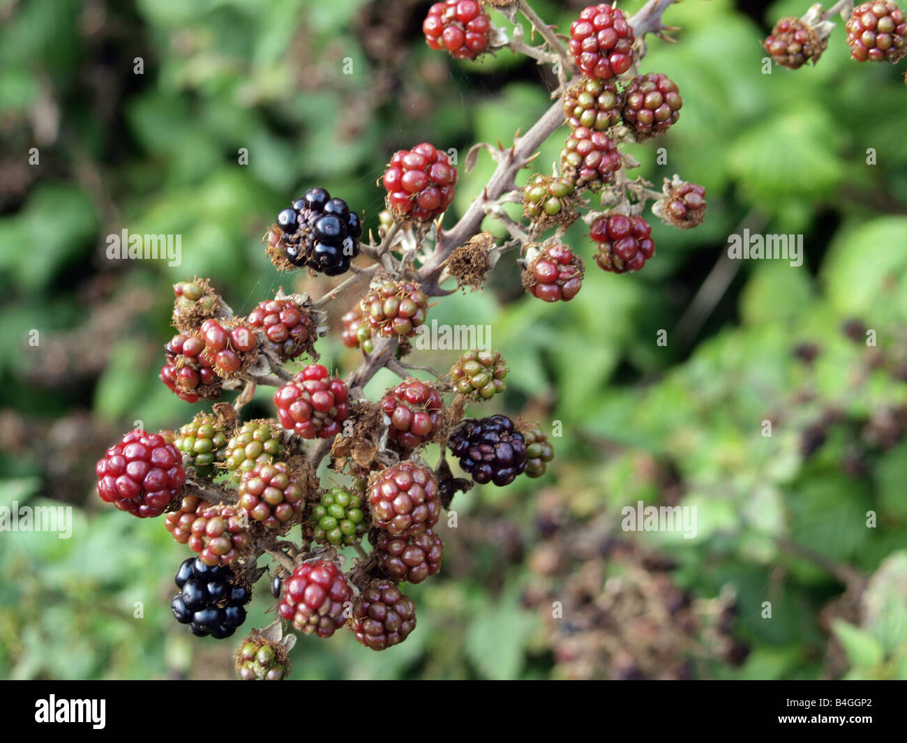 Blackberries on a bush. Stock Photo