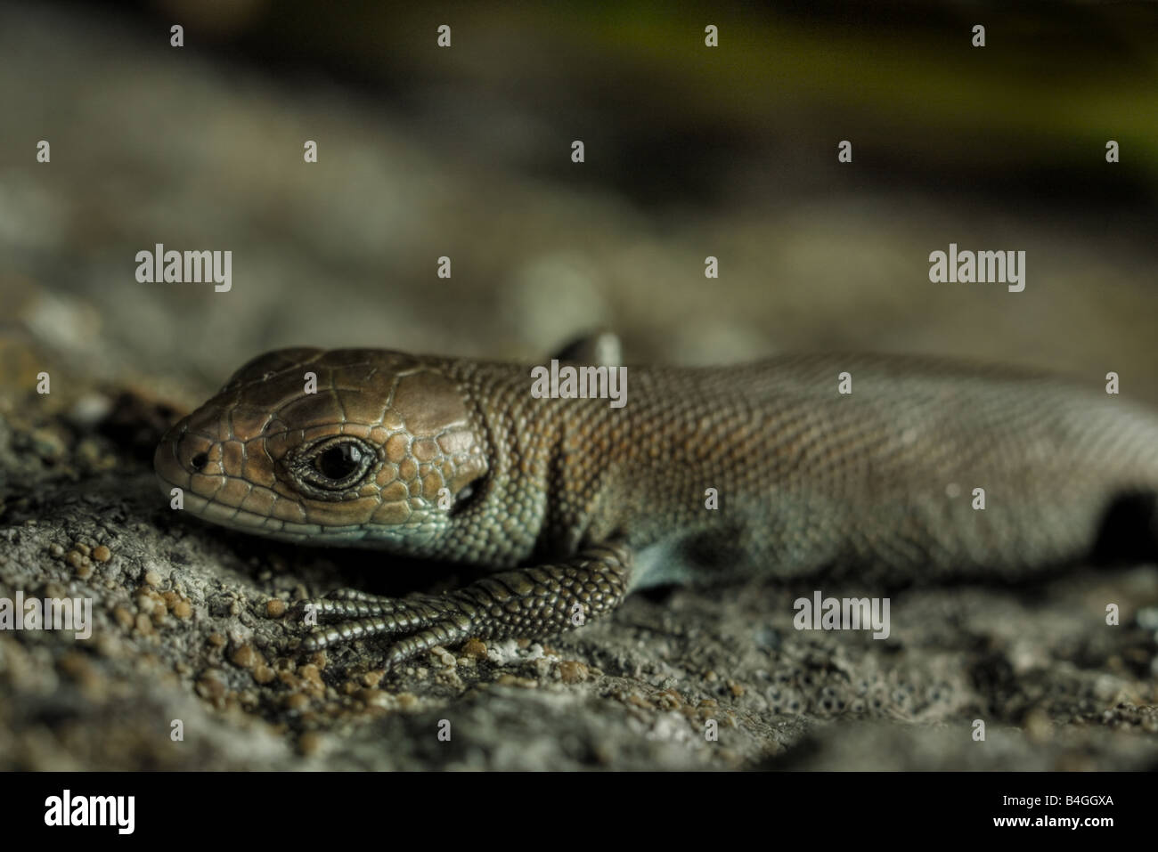 Really young european common lizard (Lacerta vivipara) Stock Photo