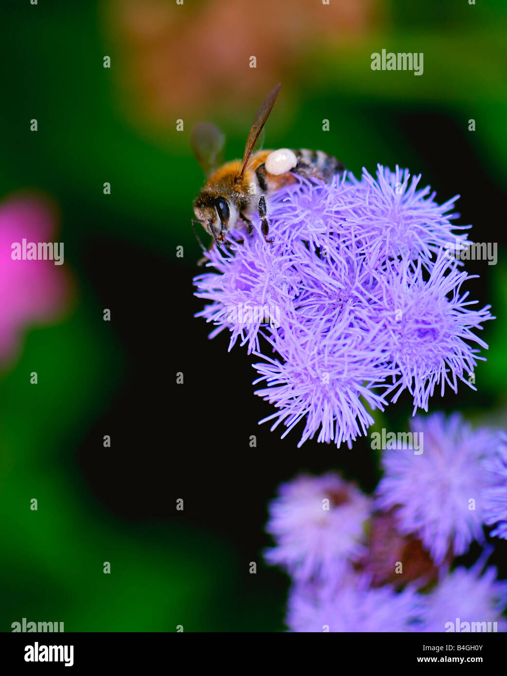 A honey bee, Apis mellifera, gathers pollen from Ageratum. Oklahoma