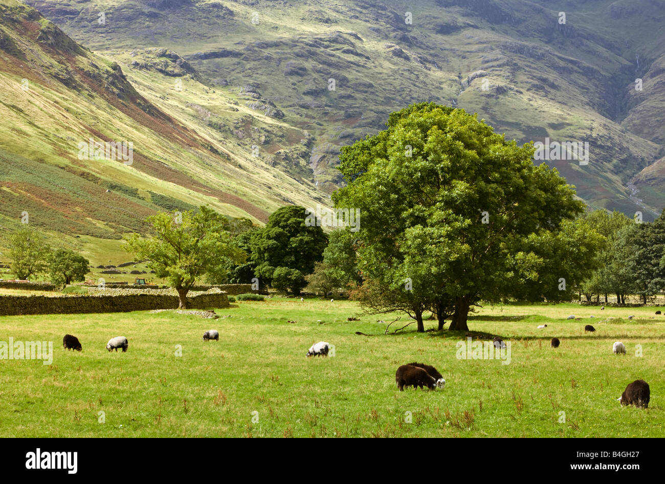 Typical English Lake District scene looking across the Langdale valley floor Cumbria England UK Stock Photo