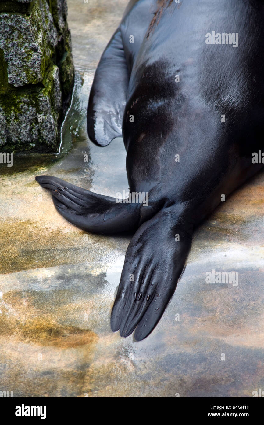 Seal tail hires stock photography and images Alamy