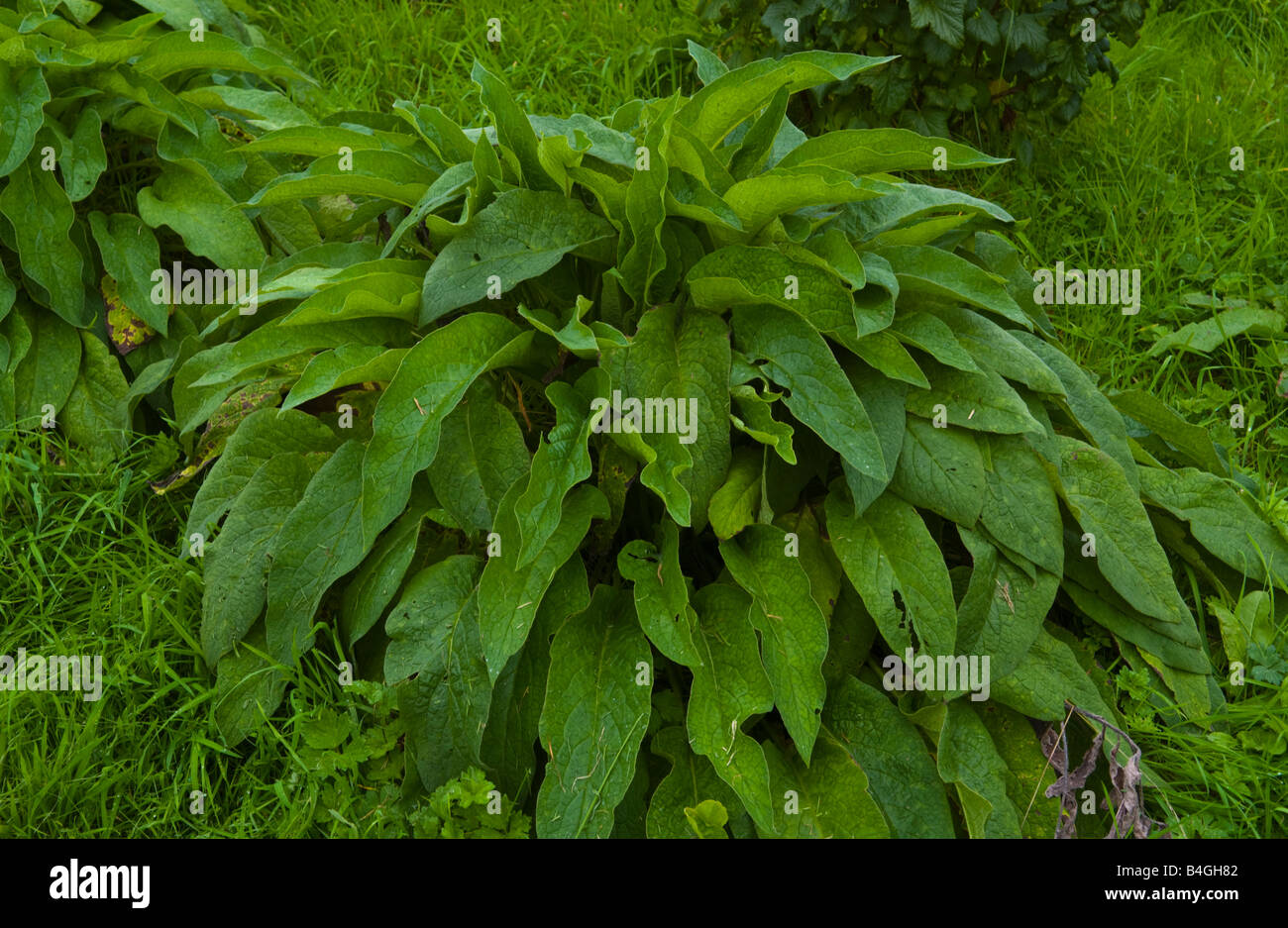 Garden compost used as mulch hires stock photography and images Alamy