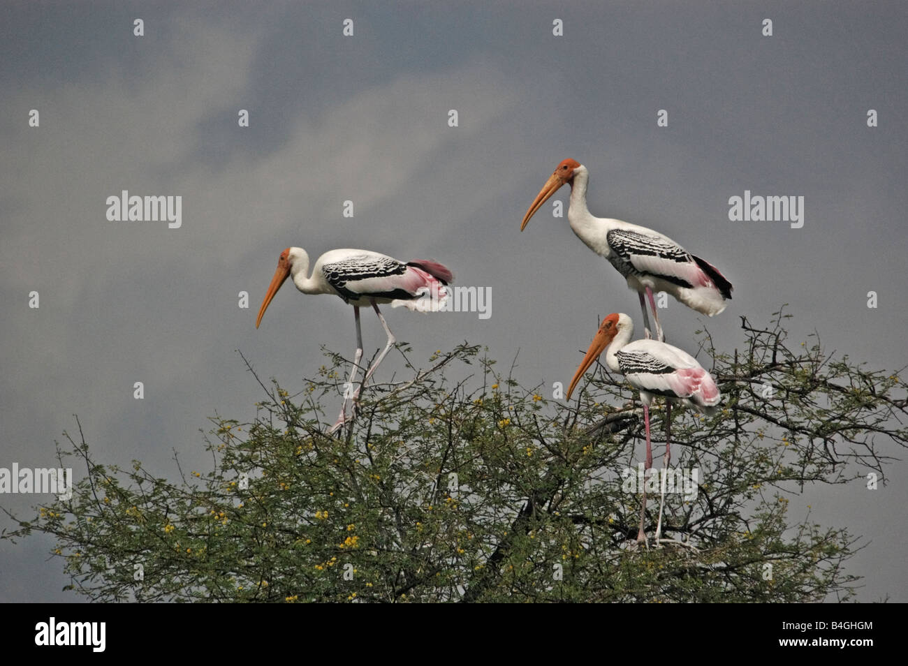 painted storks in monsoon Stock Photo