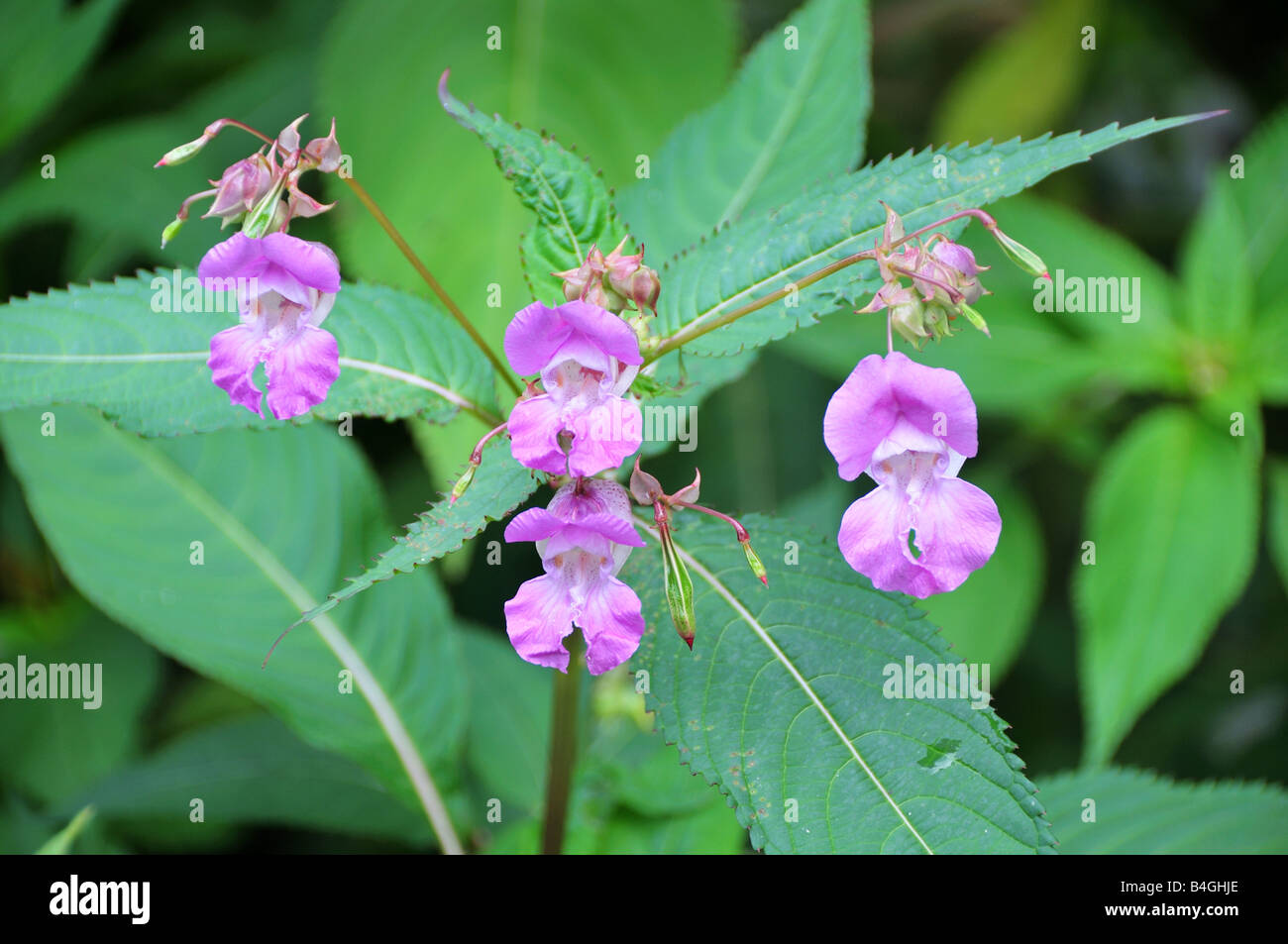 Himalayan Balsam flower Glandulifera royle Stock Photo Alamy