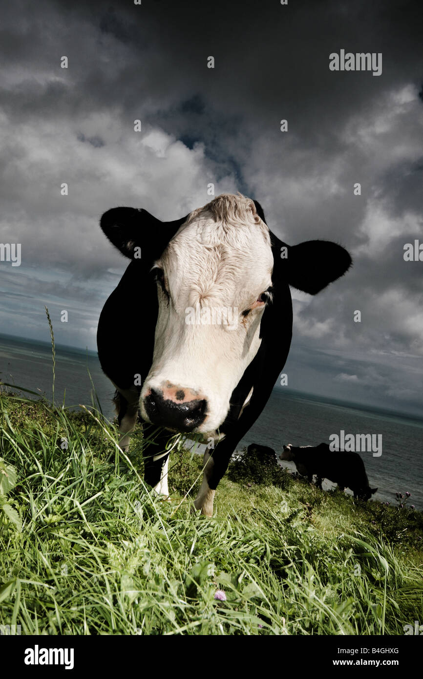 friesian cow Stock Photo