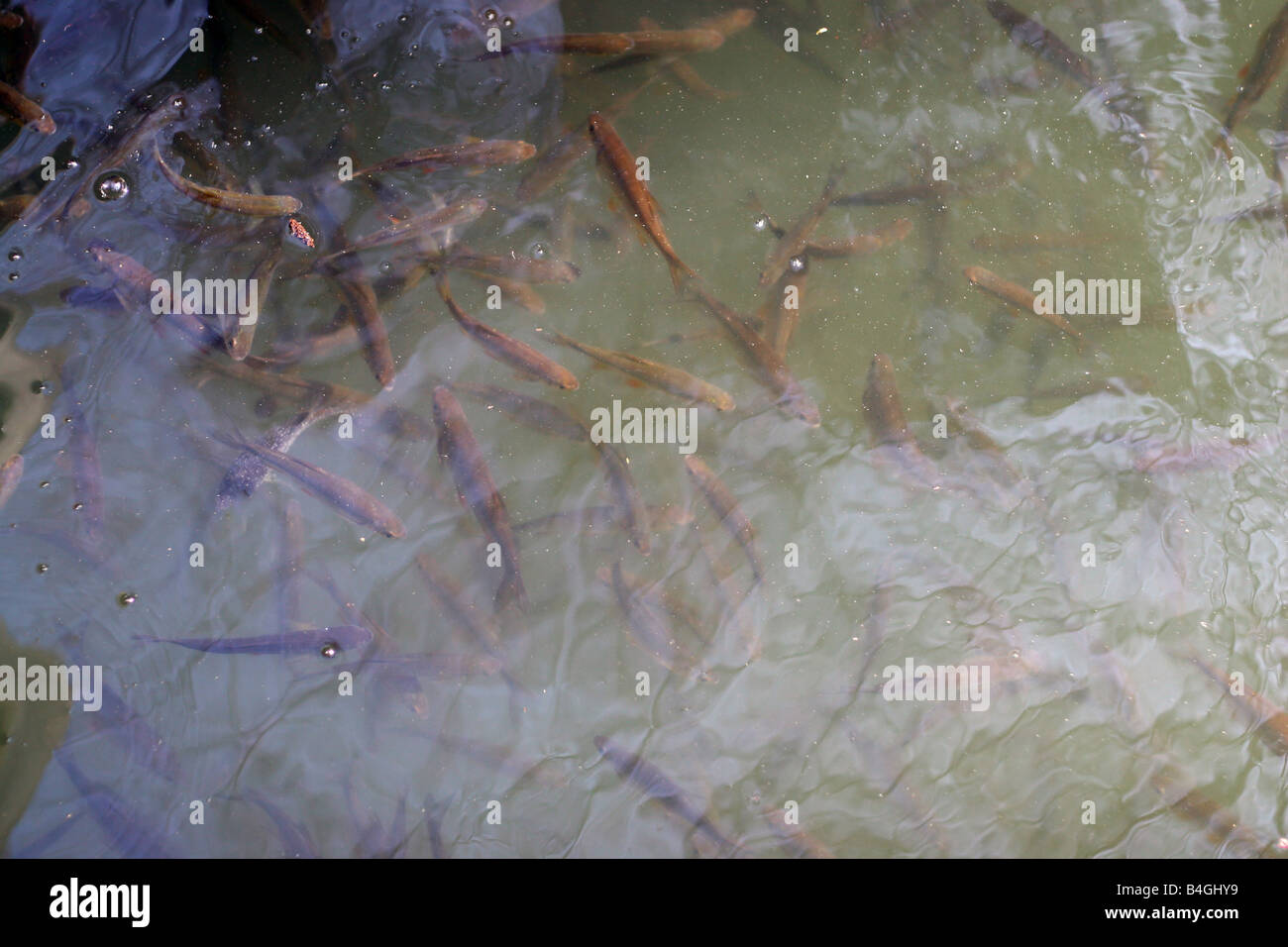 A large group of fish swimming under the surface of the water Stock Photo