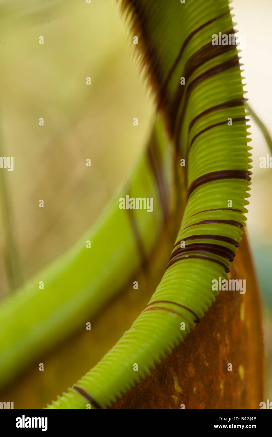 Pitcher plant Stock Photo