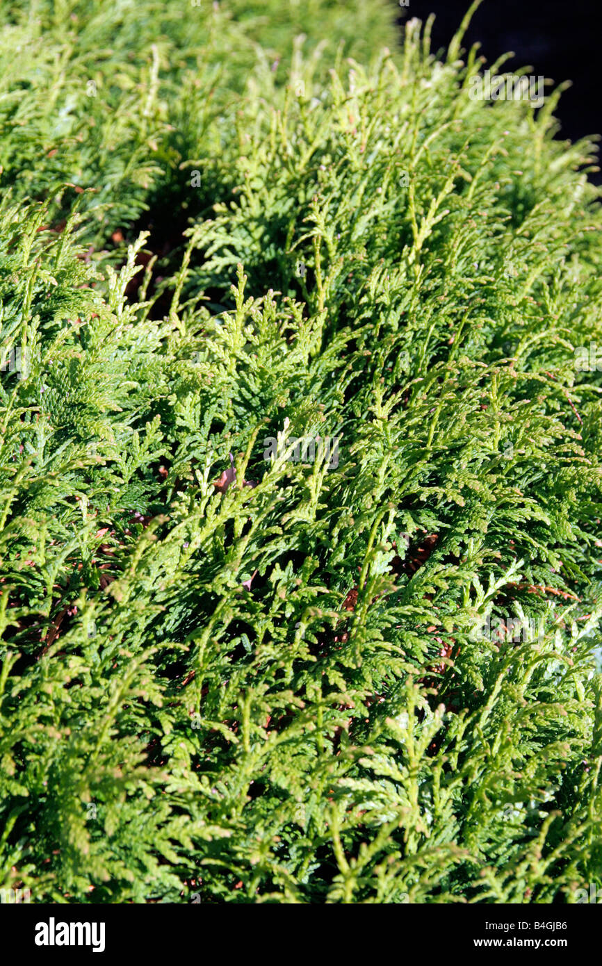 THUJA OCCIDENTALIS DANICA Stock Photo